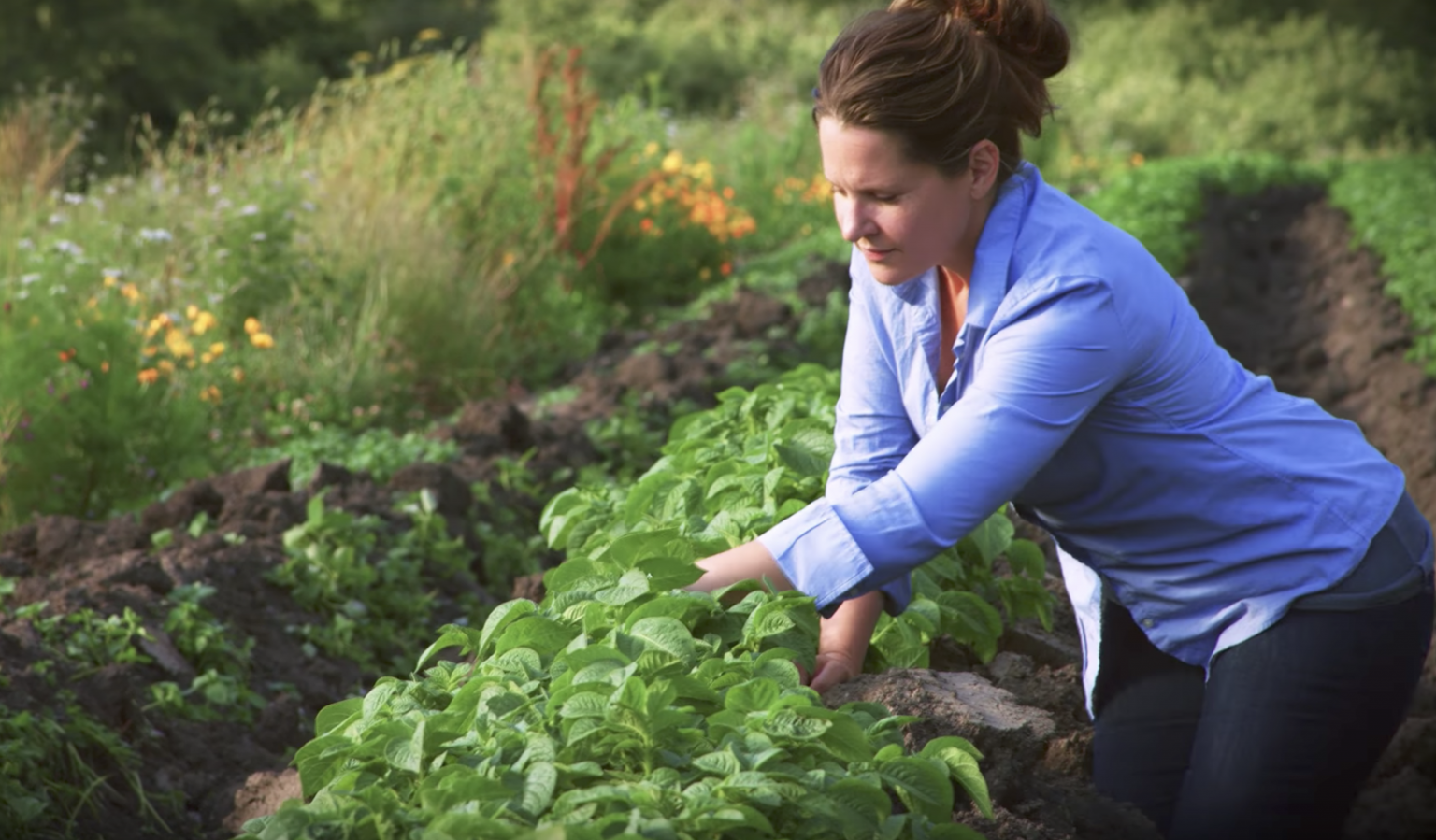Basket Basics Sunbasket