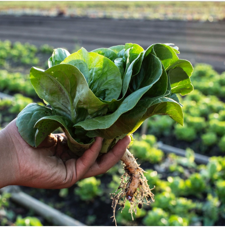 someone holding freshly plucked lettuce in a field of lettuce