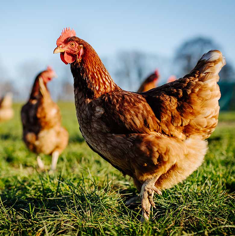 Chickens in outdoor pasture