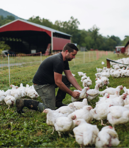 Man tending to a flock of chickens